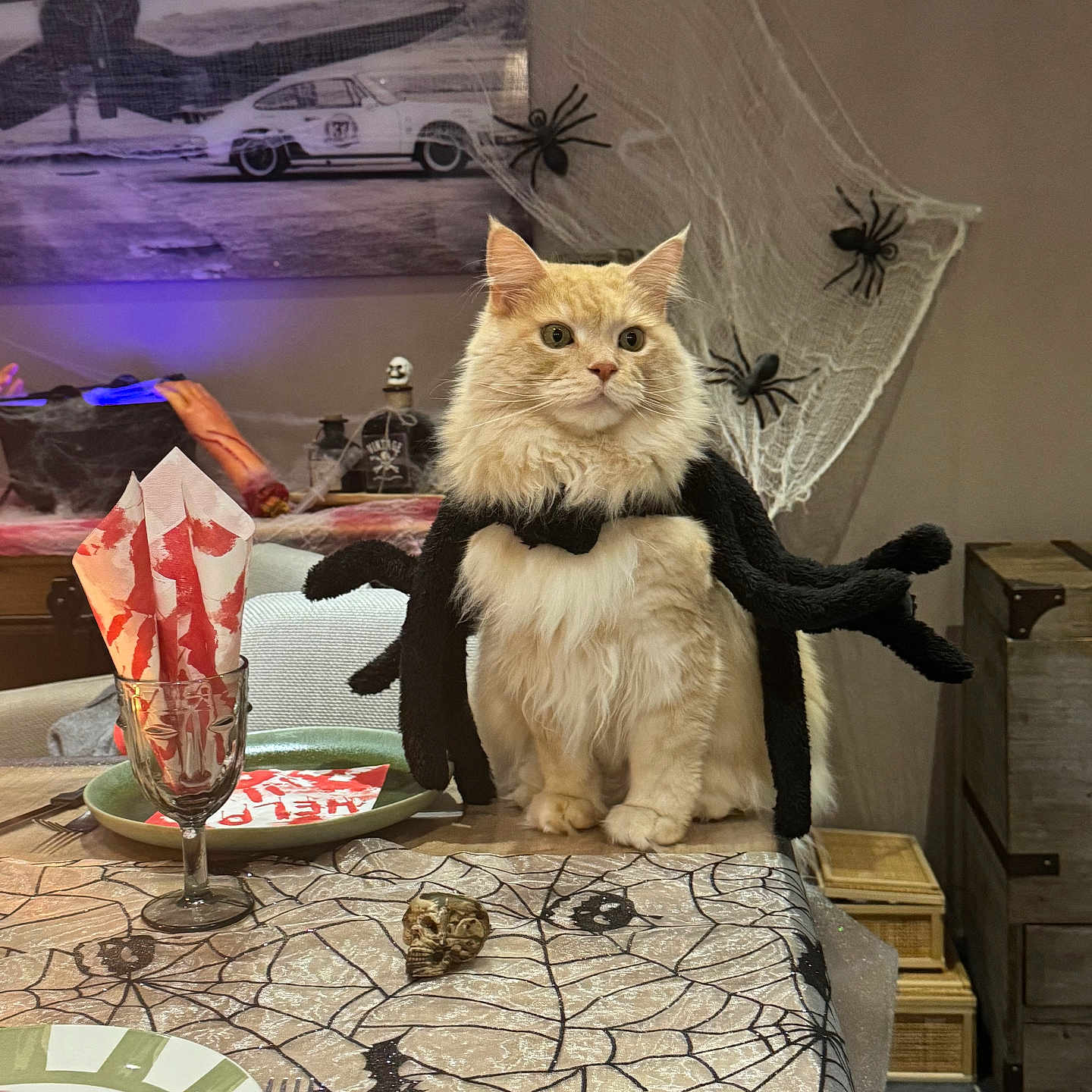 Ramses participe au concours pour gagner de l'argent avec cette photo : cat, costume, cute, decoration, dining_room, fake_blood, fork, furniture, glass, halloween, holiday, indoor, knife, napkin, pet, plastic_spider, plate, spider, spider_web, table