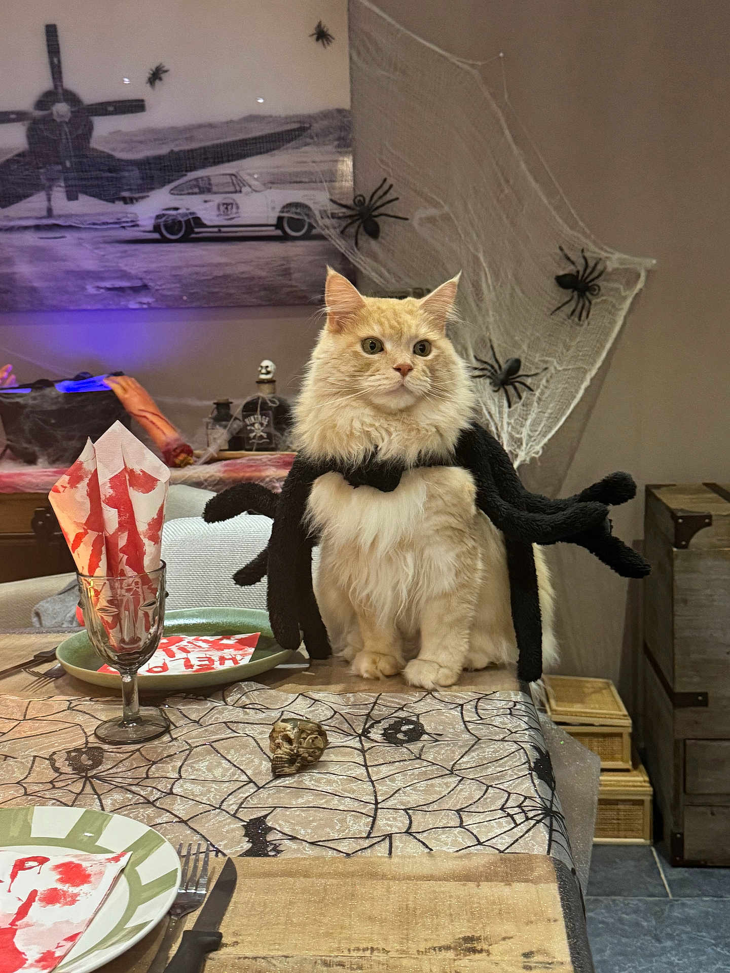 Ramses participe au concours pour gagner de l'argent avec cette photo : cat, costume, spider, halloween, table, napkin, fake_blood, spider_web, plastic_spider, decoration, plate, fork, knife, glass, dining_room, furniture, cute, pet, holiday, indoor