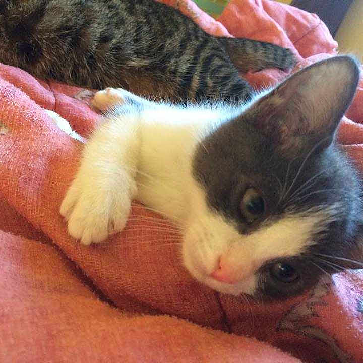 Charlie participe au concours pour gagner de l'argent avec cette photo :