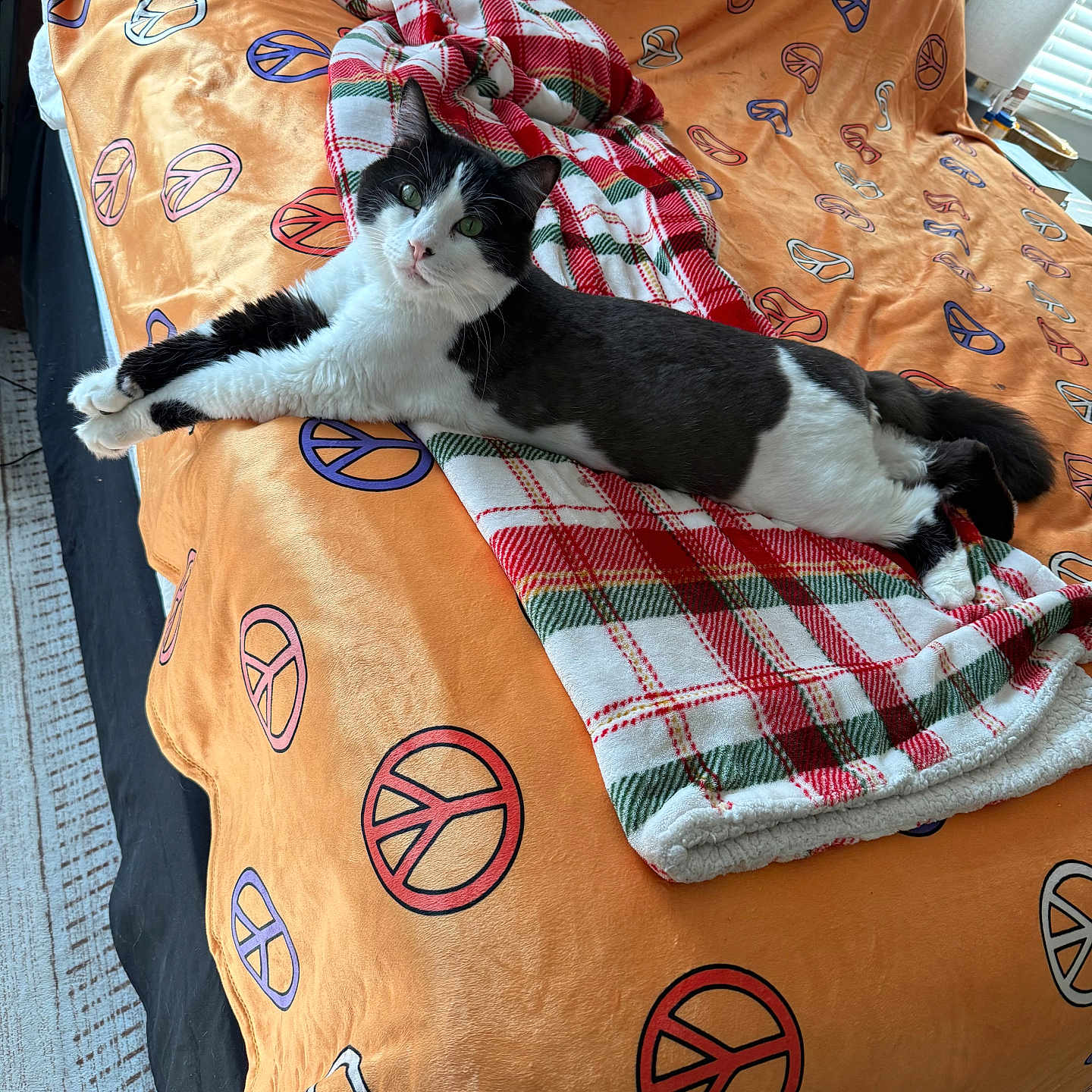 Ollie joined the competition — help win amazing prizes! bed, black_and_white, blanket, cat, comfortable, cozy, feline, fur, indoor, lamp, orange, peace_sign, pet, plaid, relaxed, resting, stretching, throw, window, wood_floor