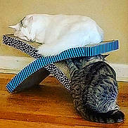 Baron Snowstorm Von Blizzard joined the competition — help win amazing prizes! american_shorthair, carnivore, cat, european_shorthair, felidae, fur, kitten, shoe, small_to_medium_sized_cats, tabby_cat, tail, whiskers