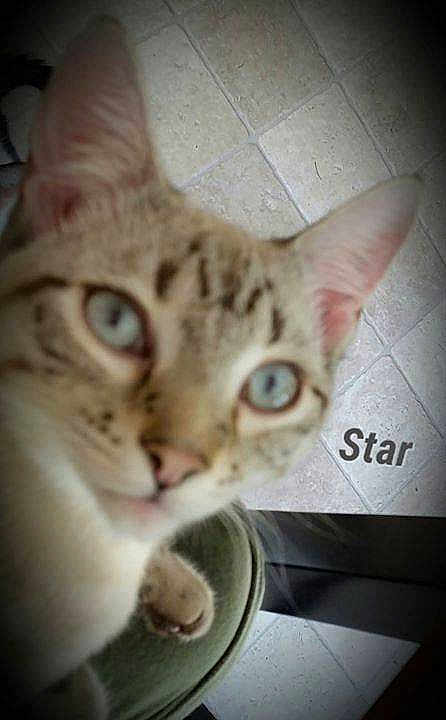 Star