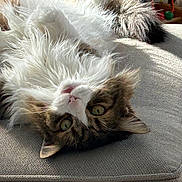 Dorian joined the competition — help win amazing prizes! cat, close_up, couch, cozy, cushion, feline, fluffy, furry_belly, green_eyes, household, indoor, paws, portrait, relaxed, sunlight, tabby, tail, upside_down, whiskers, white_fur