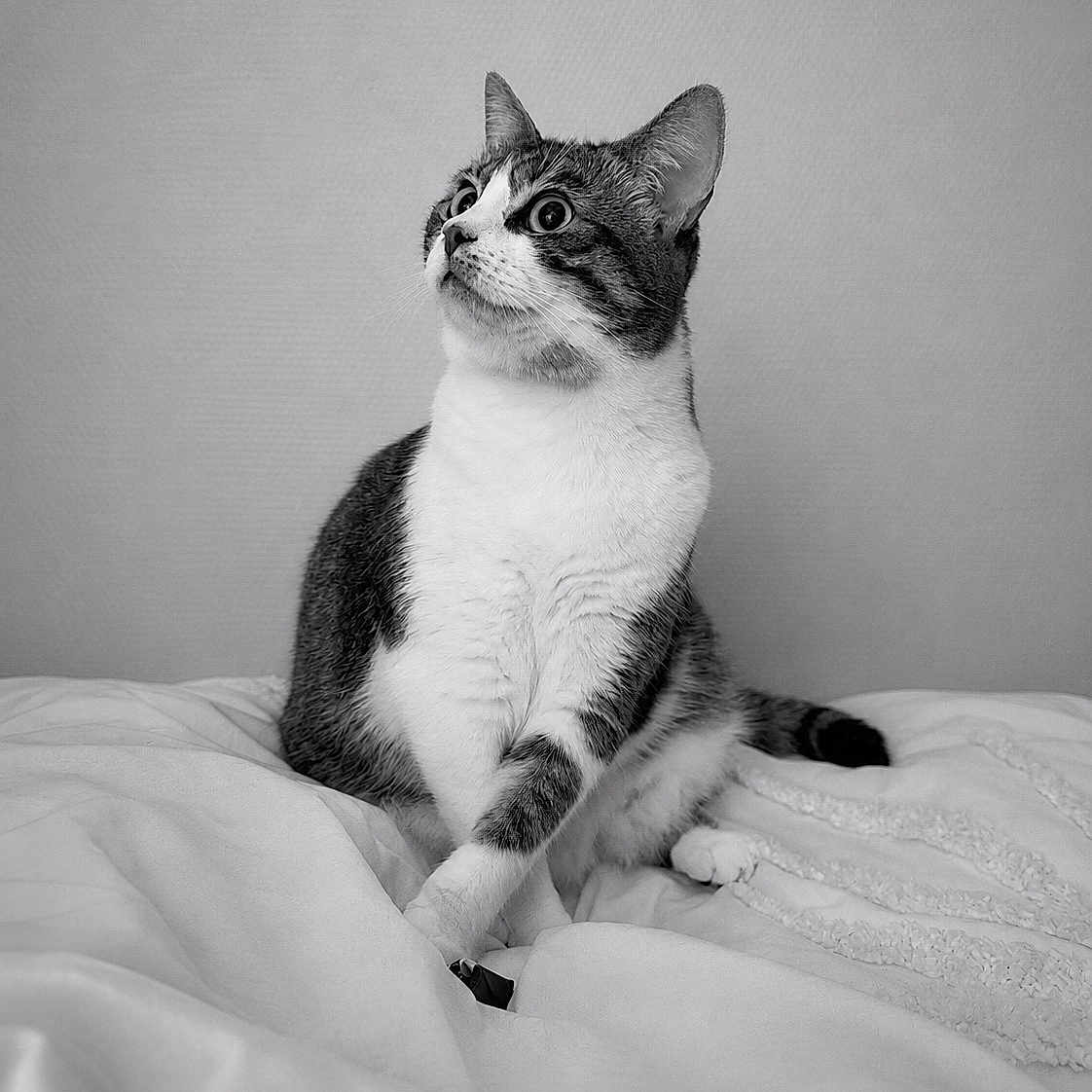 Nala participe au concours pour gagner de l'argent avec cette photo : cat, tabby, pet, animal, indoor, bed, blanket, fur, whiskers, mammal, cute, portrait, sitting, looking_up, black_and_white, domestic, feline, cozy, curious, crossed_paws