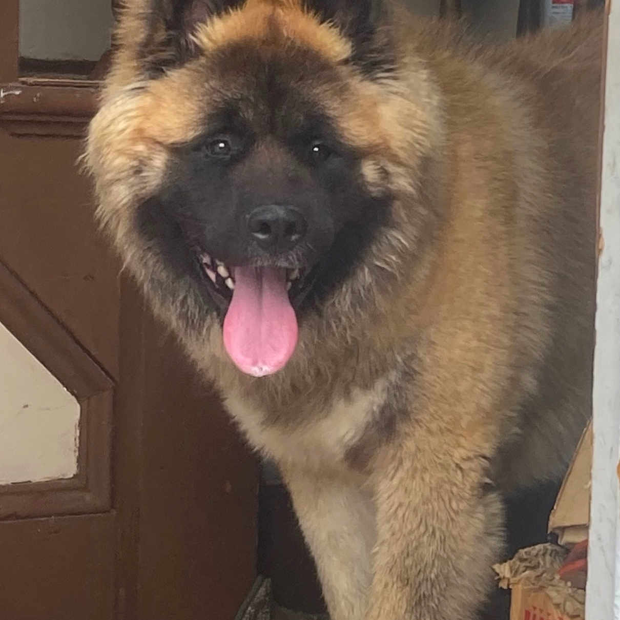 Tukka is registered to the contest to win money with this photo: ancient_dog_breeds, canidae, carnivore, companion_dog, dog, dog_breed, fawn, fur, giant_dog_breed, keeshond, non_sporting_group, snout, sporting_group, terrestrial_animal, working_animal, working_dog