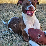 Aurora is registered to the contest to win money with this photo: dog, football, grass, outdoor, happy, smiling, brown, white, pet, animal, playful, tongue, ears, daylight, closeup, laying, canine, fun, nature, cheerful