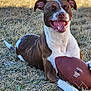 dog, football, grass, outdoor, happy, smiling, brown, white, pet, animal, playful, tongue, ears, daylight, closeup, laying, canine, fun, nature, cheerful