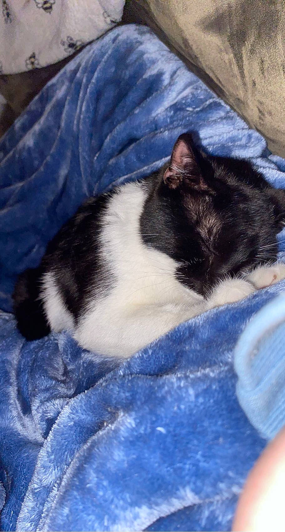 Goldie San joined the competition — help win amazing prizes! carnivore, cat, comfort, domestic_short_haired_cat, electric_blue, felidae, fur, lap, linens, nap, sitting, sleep, small_to_medium_sized_cats, snout, tail, whiskers