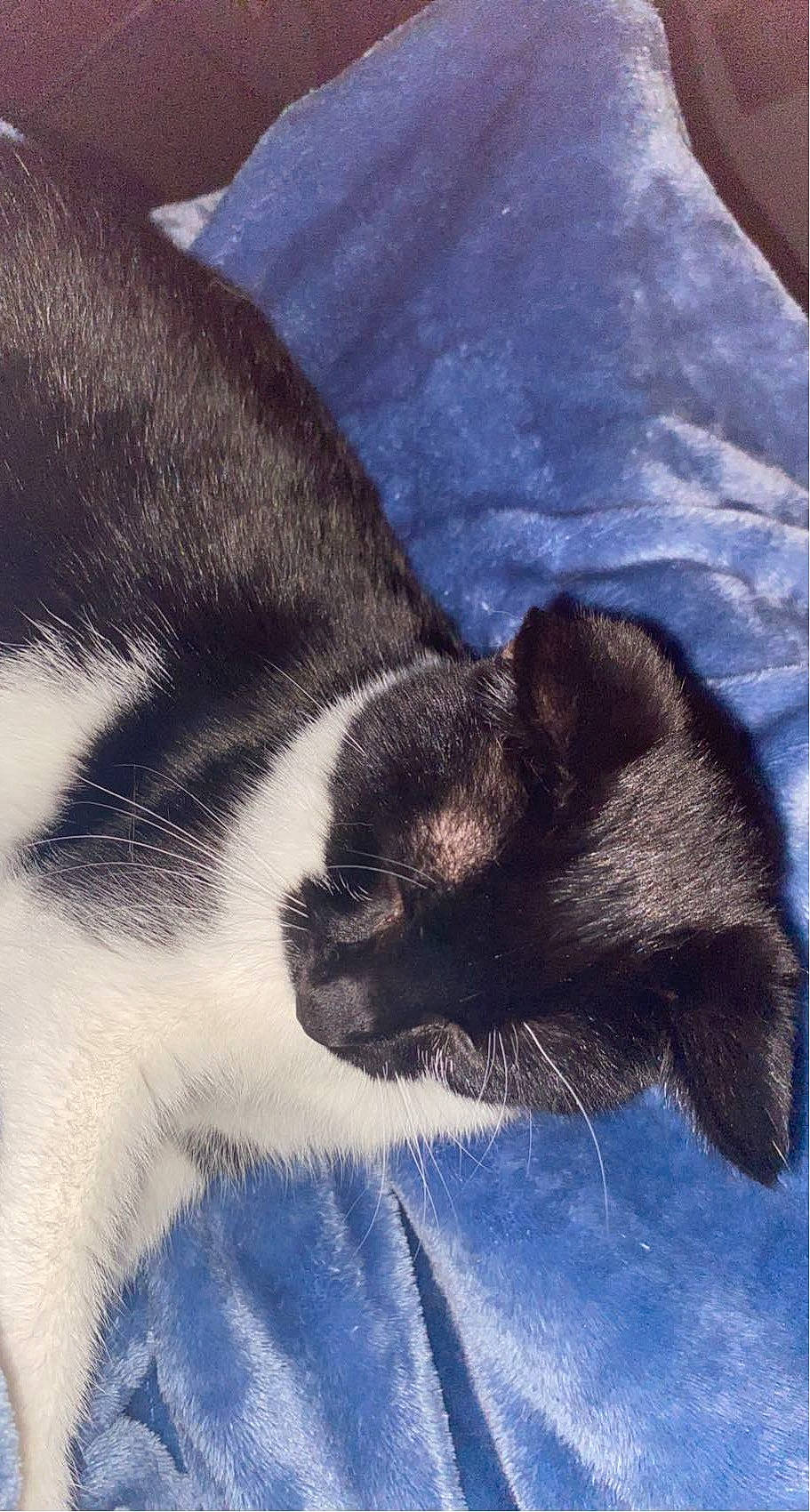 Goldie San is registered to the contest to win money with this photo: black_cat, carnivore, cat, claw, cloud, comfort, domestic_short_haired_cat, electric_blue, felidae, fur, grey, human_leg, linens, paw, small_to_medium_sized_cats, snout, square, tail, textile, whiskers