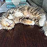 cat, kitten, sleeping, fluffy, paw, table, indoor, relaxed, nap, feline, cute, pet, fur, whiskers, wood, cozy, resting, domestic_animal, small_animal, adorable
