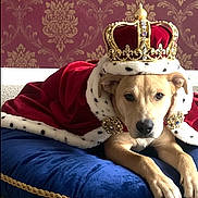 Simba joined the competition — help win amazing prizes! dog, crown, cape, royal, blue_cushion, red_velvet, fur_trim, gold, jewels, carpet, indoor, portrait, pet, animal, costume, decorative_wallpaper, relaxed, lying_down, canine, majestic