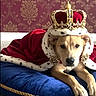 dog, crown, cape, royal, blue_cushion, red_velvet, fur_trim, gold, jewels, carpet, indoor, portrait, pet, animal, costume, decorative_wallpaper, relaxed, lying_down, canine, majestic