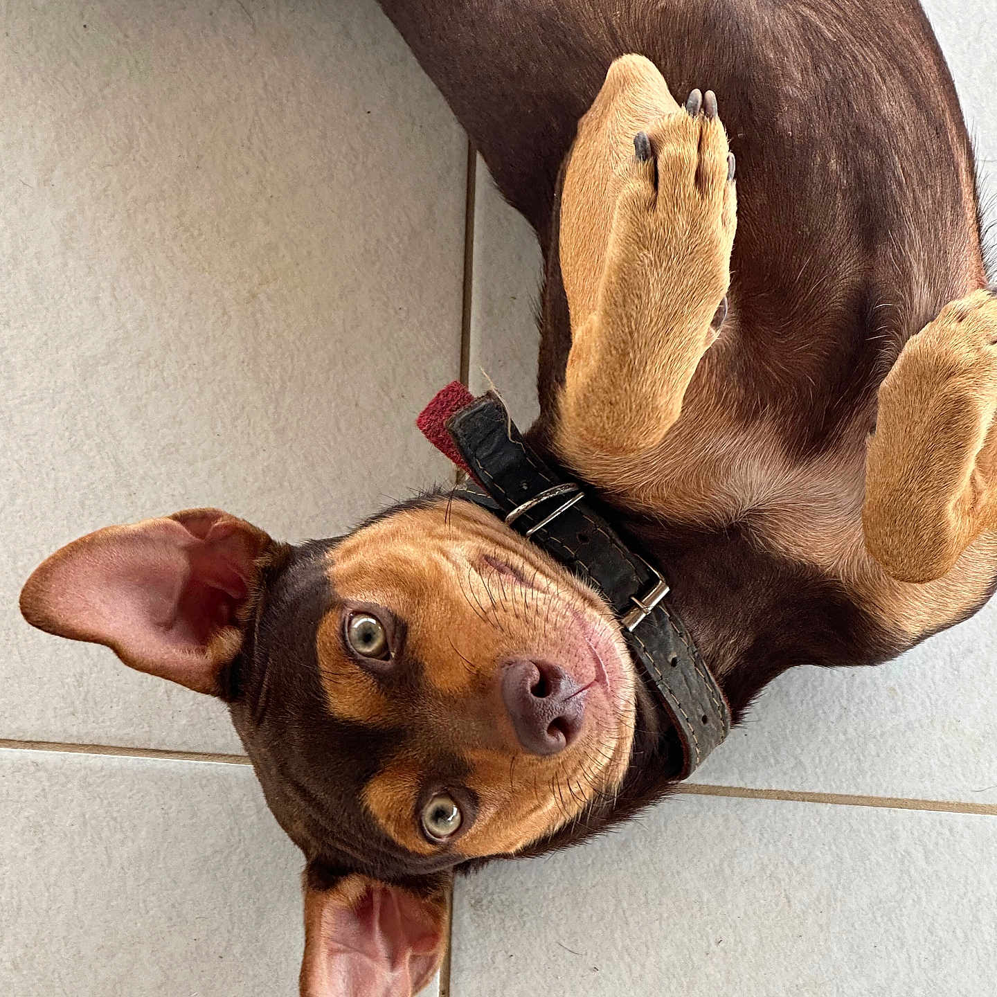Wap Junior is registered to the contest to win money with this photo: animal, brown, canine, closeup, collar, cute, dog, domestic_animal, ears, floor, fur, indoor, looking_up, lying_down, paws, pet, playful, tan, tile, whiskers
