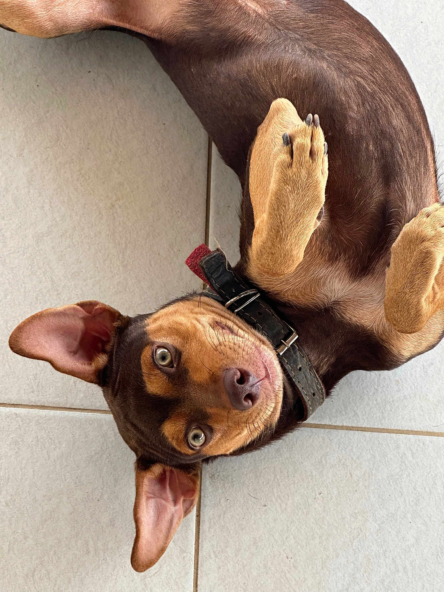 Wap Junior is registered to the contest to win money with this photo: dog, brown, tan, pet, collar, ears, paws, floor, tile, playful, cute, animal, canine, lying_down, looking_up, domestic_animal, closeup, indoor, fur, whiskers