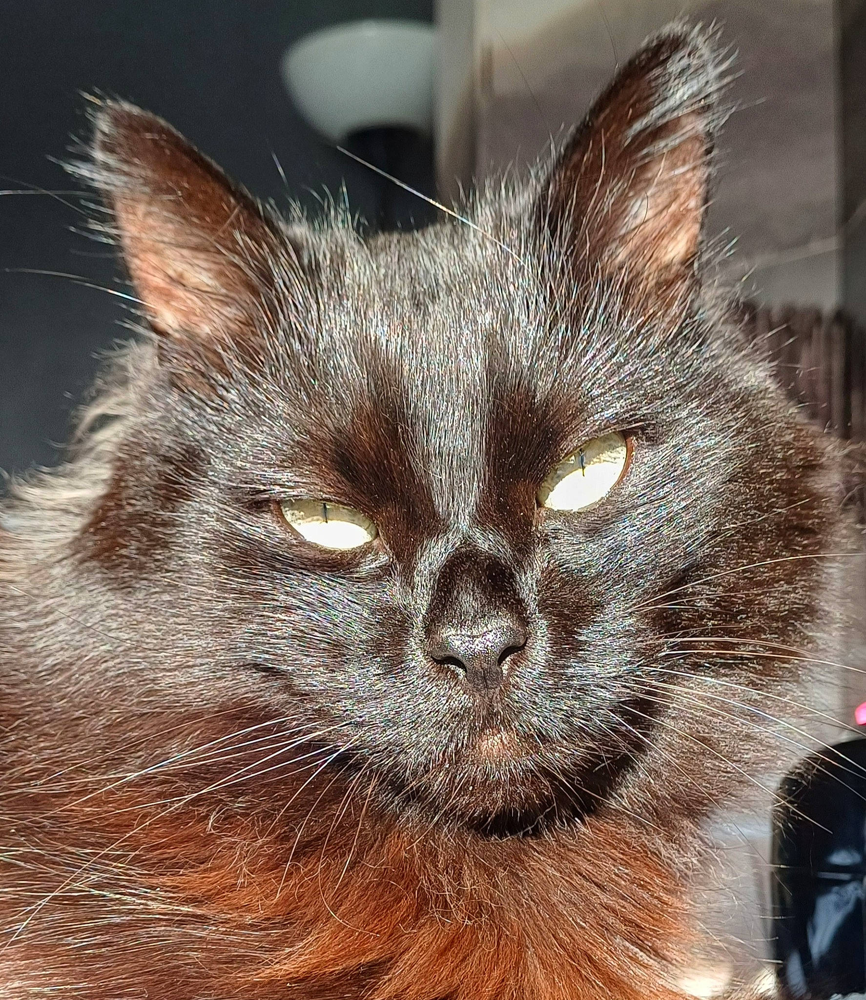 Yoyo participe au concours pour gagner de l'argent avec cette photo : black_cat, carnivore, cat, claw, domestic_short_haired_cat, fawn, felidae, fur, paw, small_to_medium_sized_cats, snout, terrestrial_animal, whiskers