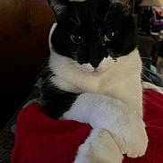 Kit Kat is registered to the contest to win money with this photo: cat, black_and_white, animal, pet, feline, paws, blanket, indoor, cozy, fur, whiskers, cute, domestic_animal, relaxed, resting, closeup, portrait, soft, comfortable, home