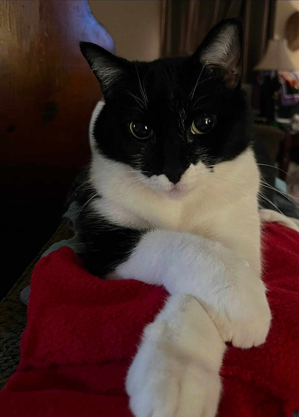 Kit Kat