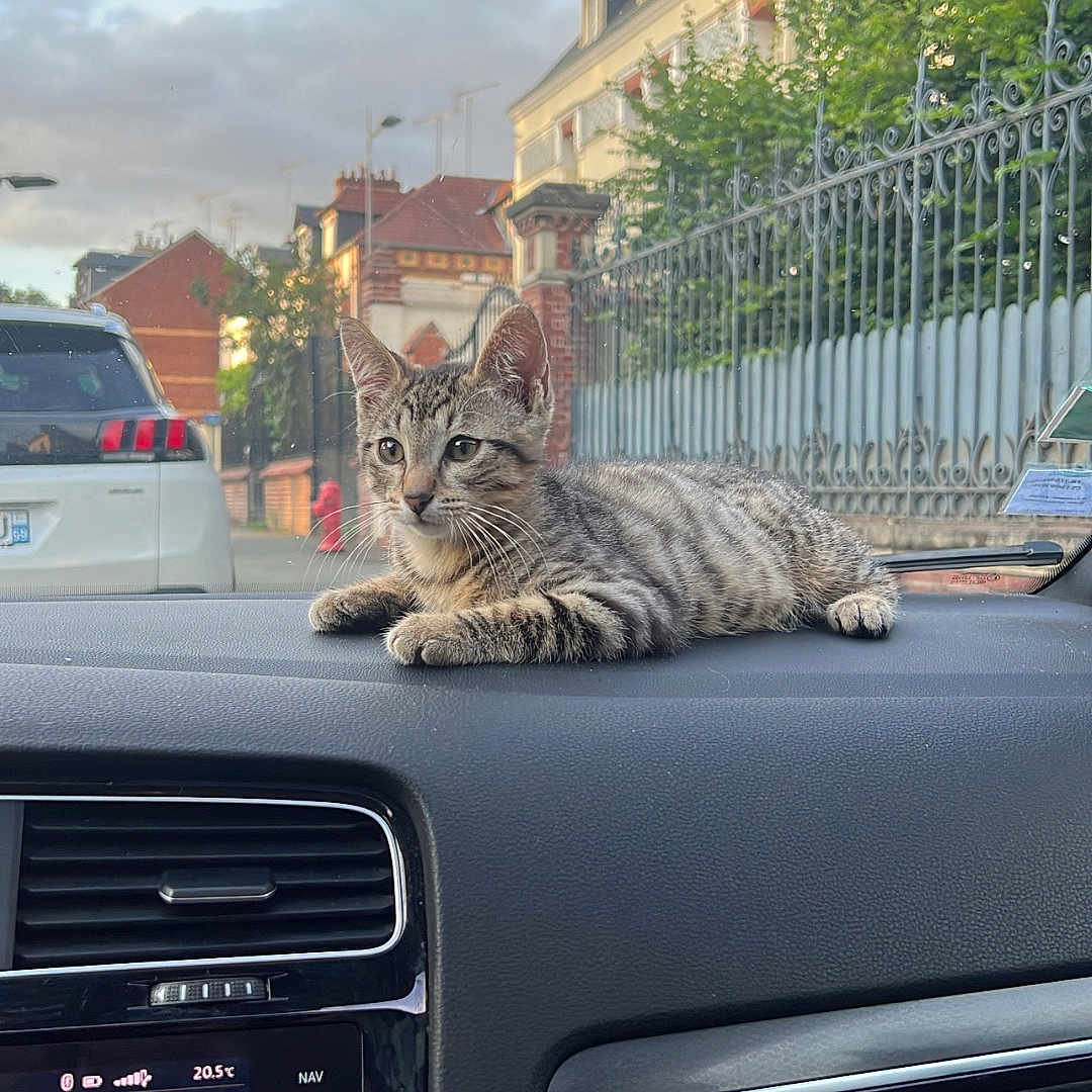 Simba a rejoint le concours — aidez-le/la à gagner de superbes lots ! alloywheel, animal, car, carwheel, cat, city, electronics, kitten, machine, manx, mobilephone, neighborhood, person, pet, phone, spoke, tire, transportation, vehicle, wheel