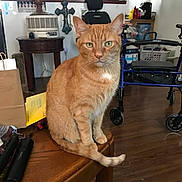 Booty is registered to the contest to win money with this photo: animal, calm, cat, closeup, domestic, floor, flooring, furniture, heater, household_items, indoor, living_room, looking_at_camera, orange_tabby, paper, pet, seated, table, walker, wooden_table