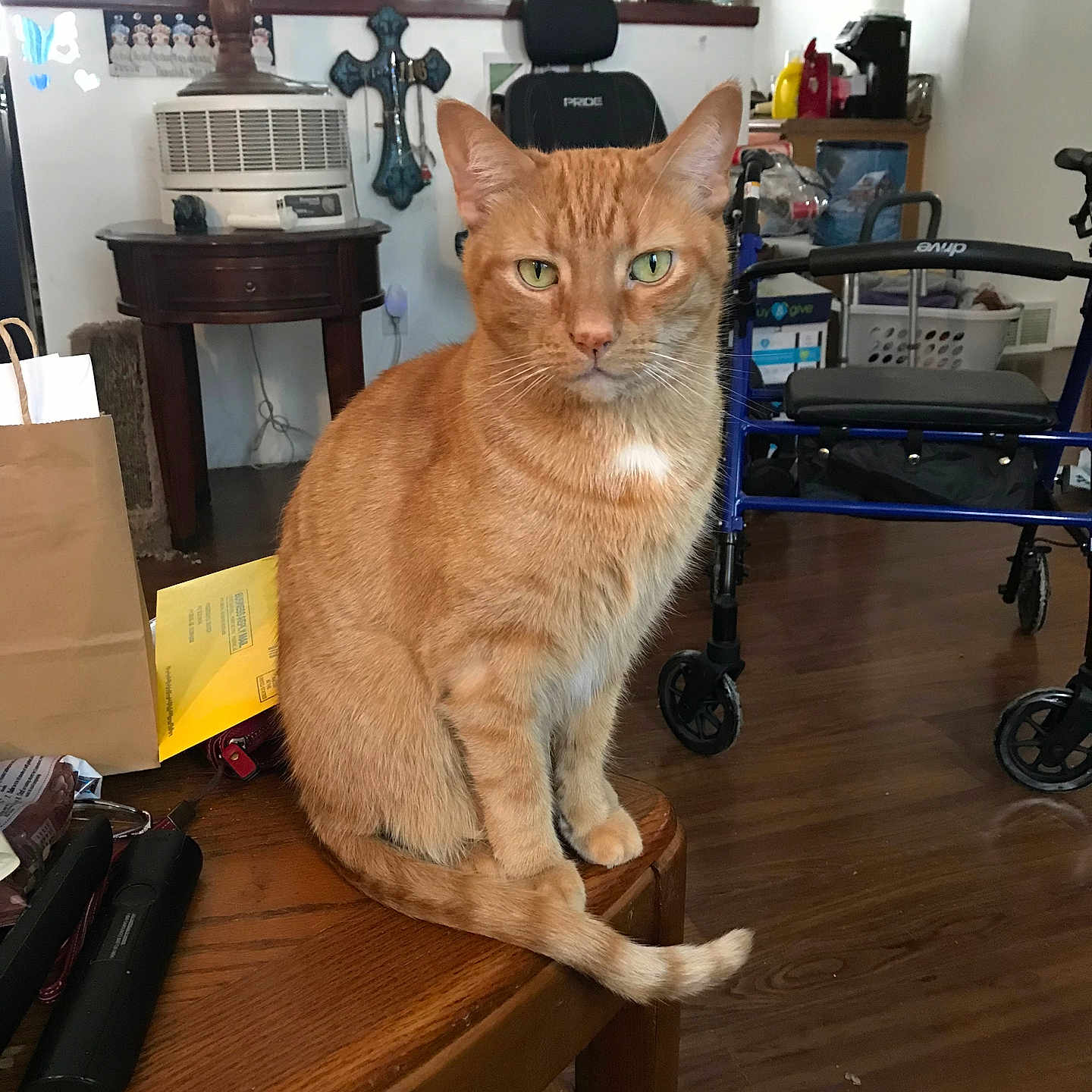 Booty is registered to the contest to win money with this photo: animal, calm, cat, closeup, domestic, floor, flooring, furniture, heater, household_items, indoor, living_room, looking_at_camera, orange_tabby, paper, pet, seated, table, walker, wooden_table