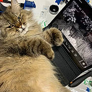 Moon participe au concours pour gagner de l'argent avec cette photo : cat, fluffy, tablet, desk, tools, clutter, electronics, indoor, fur, closeup, pet, relaxed, home, technology, gadget, animal, whiskers, paw, face, expression