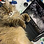 cat, fluffy, tablet, desk, tools, clutter, electronics, indoor, fur, closeup, pet, relaxed, home, technology, gadget, animal, whiskers, paw, face, expression