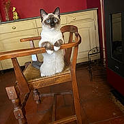 Alice a rejoint le concours — aidez-le/la à gagner de superbes lots ! blue_eyes, brown_markings, cat, chair, dining_room, fireplace, fluffy, home, indoor, pet, portrait, red_wall, rustic_decor, siamese_cat, sideboard, sitting, tiled_floor, upright_posture, white_fur, wooden_furniture