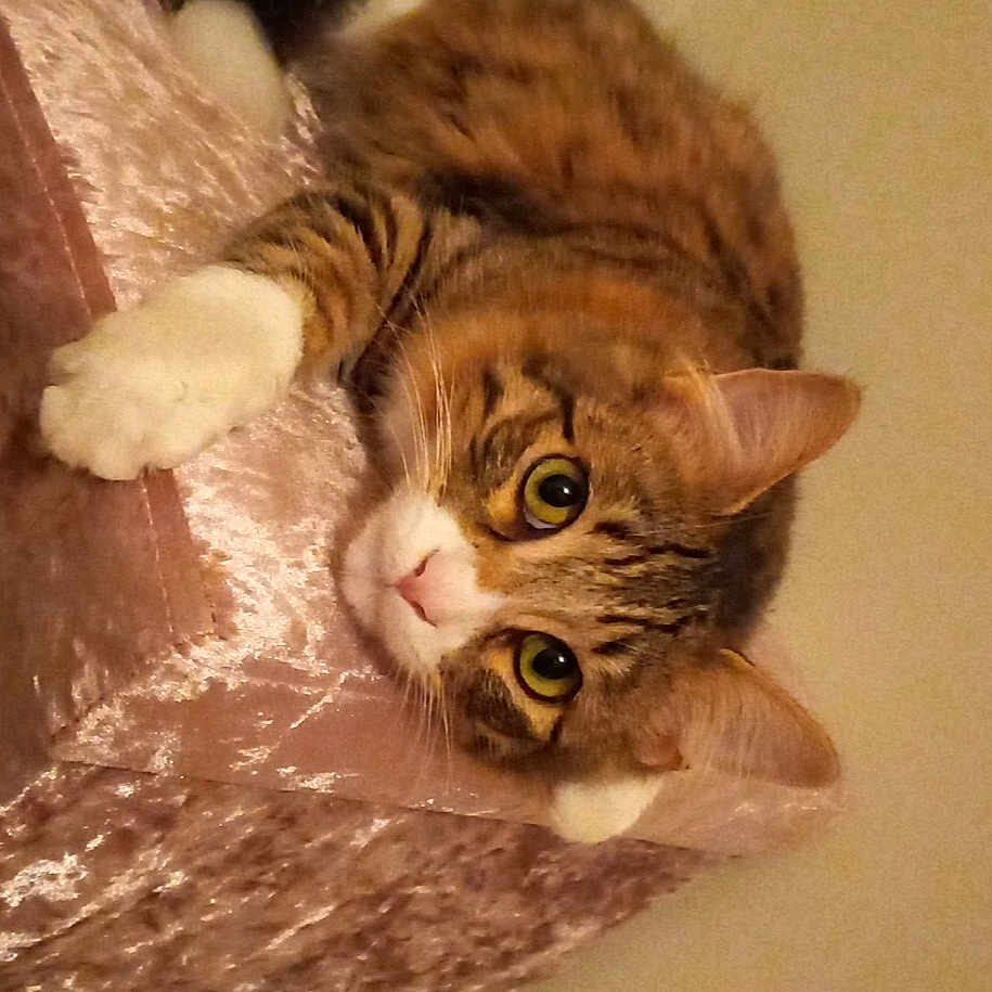 José a rejoint le concours — aidez-le/la à gagner de superbes lots ! abyssinian, angora, animal, architecture, bag, building, cat, chair, couch, furniture, hardwood, indoors, kitten, livingroom, manx, person, pet, plywood, sleeping, wood