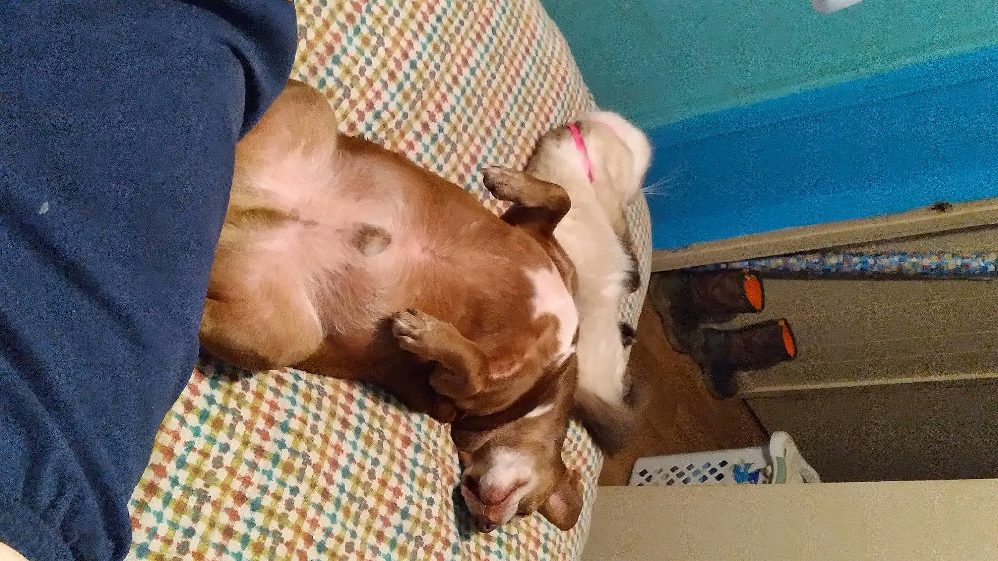 Batman joined the competition — help win amazing prizes! canidae, carnivore, comfort, companion_dog, dog, dog_breed, dog_supply, ear, fawn, fur, liver, nap, non_sporting_group, snout, sporting_group, working_animal