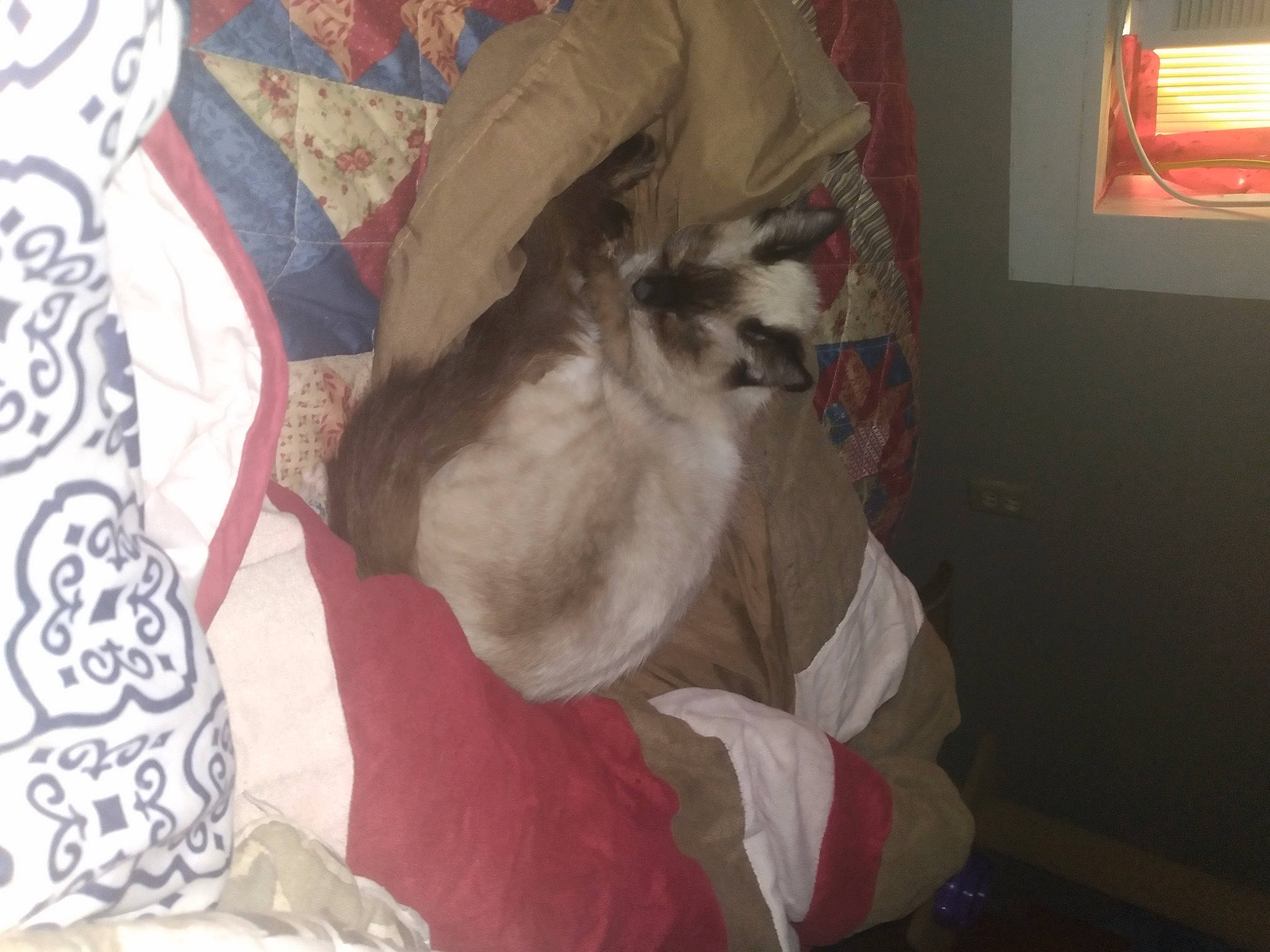 Lady Bug joined the competition — help win amazing prizes! canidae, carnivore, cat, comfort, companion_dog, dog_breed, domestic_short_haired_cat, fawn, felidae, fur, hardwood, linens, picture_frame, room, siamese, small_to_medium_sized_cats, sporting_group, tail, whiskers, window