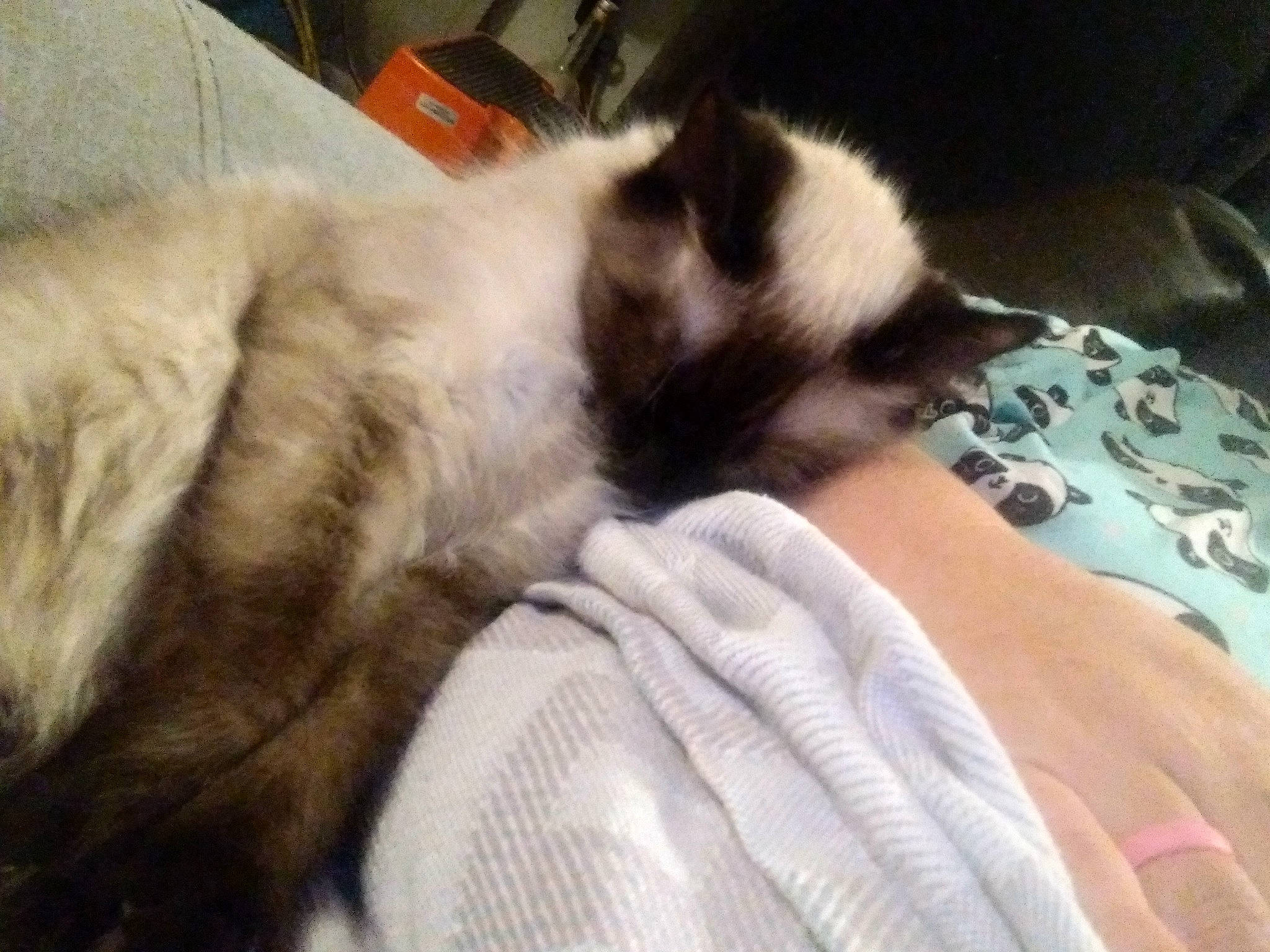 Lady Bug joined the competition — help win amazing prizes! balinese, canidae, carnivore, claw, comfort, companion_dog, dog_breed, domestic_short_haired_cat, fawn, felidae, fur, linens, nap, paw, small_to_medium_sized_cats, snout, sporting_group, tail, thai, whiskers