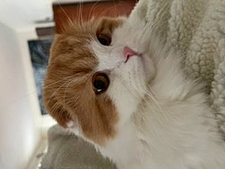 Rusty participe au concours pour gagner de l'argent avec cette photo : carnivore, cat, claw, comfort, domestic_short_haired_cat, fawn, felidae, fur, nap, paw, small_to_medium_sized_cats, snout, tail, terrestrial_animal, whiskers