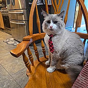 Stir Fry joined the competition — help win amazing prizes! cat, tie, wooden_chair, kitchen, tile_floor, refrigerator, stove, appliance, indoor, pet, feline, fur, white_and_gray, seated, looking_at_camera, domestic, home, animal, cute, funny