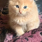 George joined the competition — help win amazing prizes! animal, blanket, blue_eyes, cat, close_up, cozy, cream_colored, cute, domestic_cat, fluffy, fur, indoor, kitten, looking, pet, purple_blanket, sitting, small, whiskers, young_cat