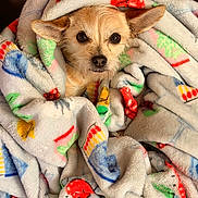 Stella joined the competition — help win amazing prizes! dog, small_dog, blanket, colorful_blanket, cozy, wrapped, pet, cute, fur, ears, face, eyes, snuggled, indoor, soft_texture, comfort, resting, home, animal, portrait