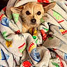 animal, blanket, colorful_blanket, comfort, cozy, cute, dog, ears, eyes, face, fur, home, indoor, pet, portrait, resting, small_dog, snuggled, soft_texture, wrapped