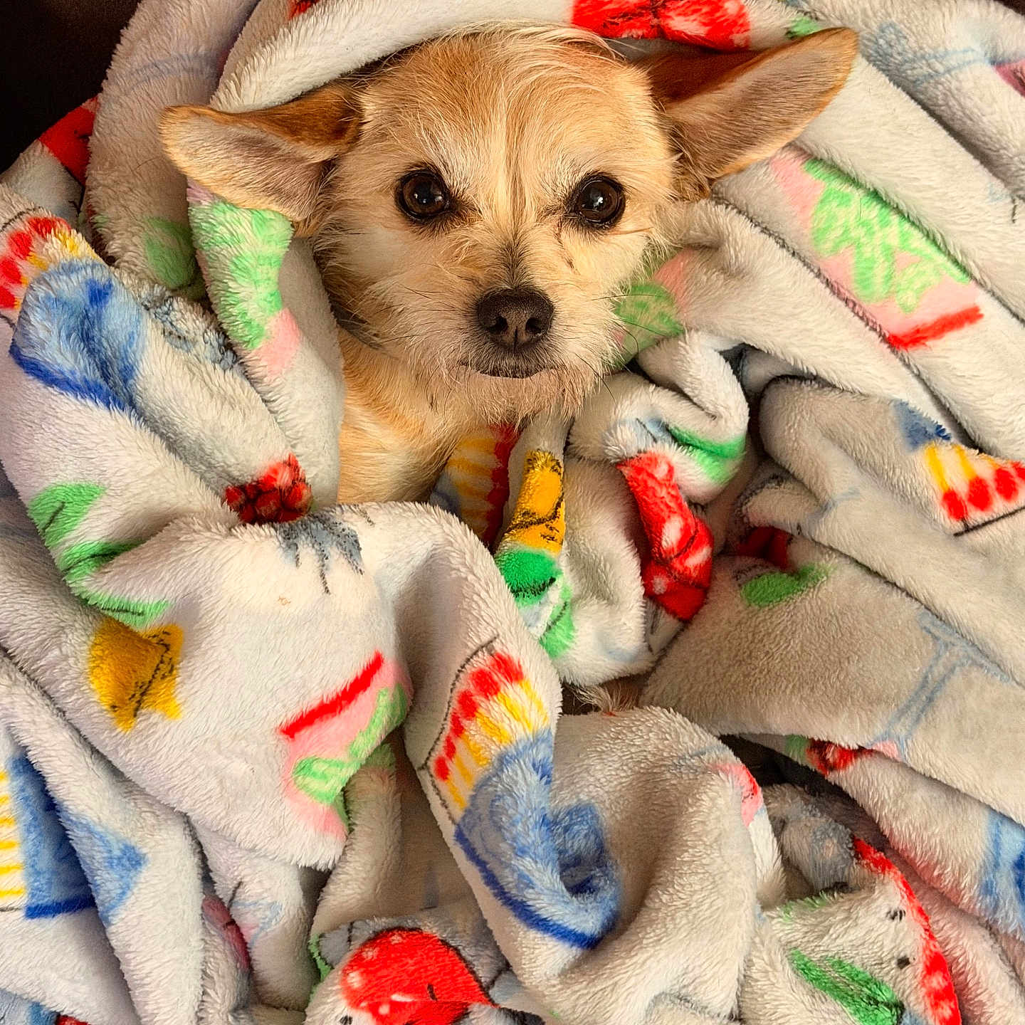 Stella joined the competition — help win amazing prizes! dog, small_dog, blanket, colorful_blanket, cozy, wrapped, pet, cute, fur, ears, face, eyes, snuggled, indoor, soft_texture, comfort, resting, home, animal, portrait