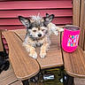 dog, puppy, wooden_chair, pink_cup, text_on_cup, outdoor, pet, furry, small_dog, relaxed, red_wall, wooden_furniture, animal, cute, companion, resting, drink, summer, tongue_hidden, ears_up