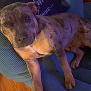 Brutus joined the competition — help win amazing prizes! animal, blue_chair, brindle, canine, chair, companion, cozy, dog, domestic_animal, furniture, home, indoor, looking_at_camera, mammal, paw, pet, pillow, relaxed, resting, wood_floor