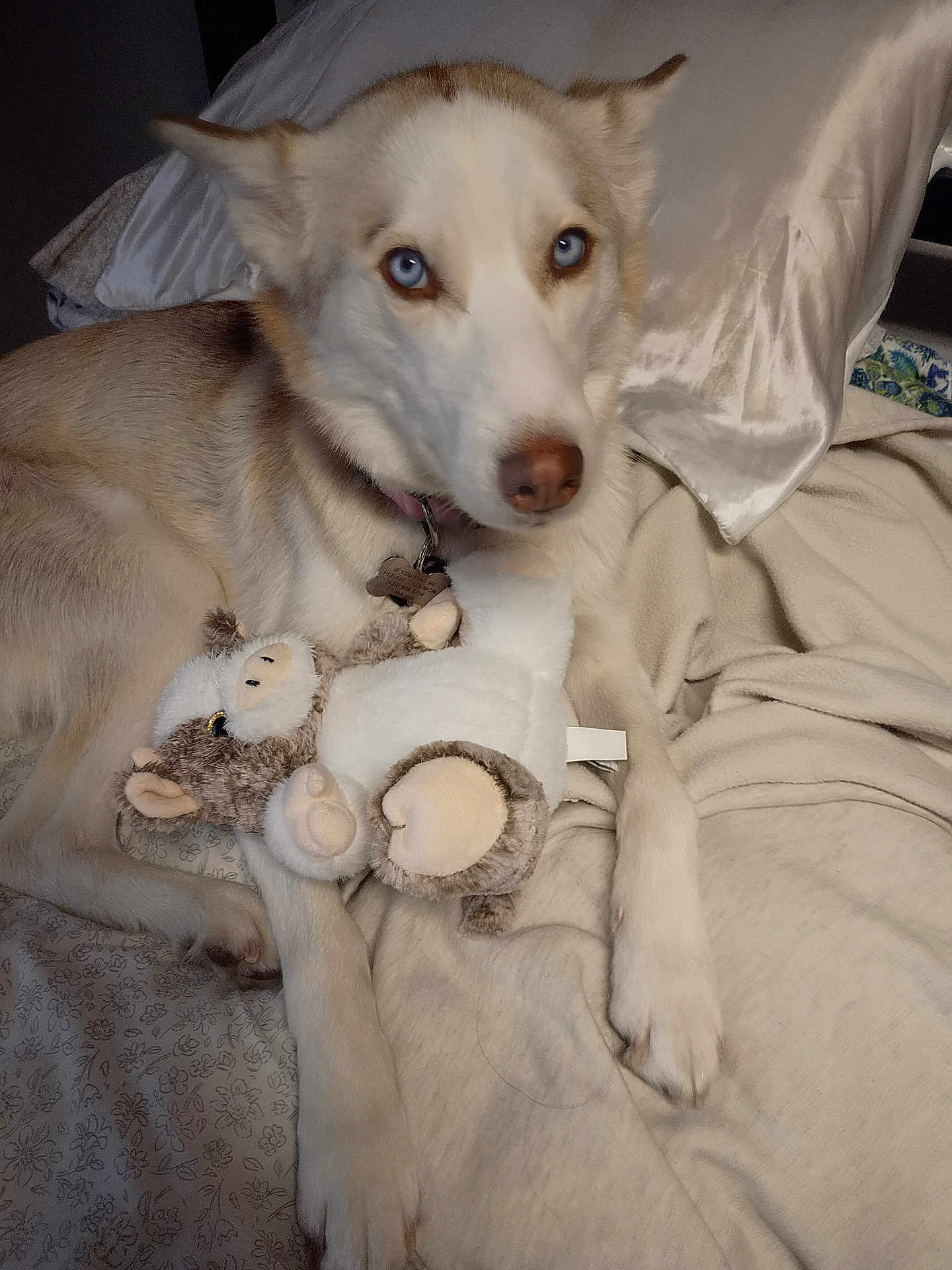 Nala joined the competition — help win amazing prizes! dog, husky, blue_eyes, stuffed_animal, toy, bed, pillow, blanket, indoor, pet, fur, nose, paw, collar, tag, lying_down, cozy, portrait, cute, plush