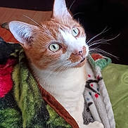 Winchester is registered to the contest to win money with this photo: cat, ginger_cat, white_cat, pet, animal, blanket, cozy, indoor, fur, whiskers, ears, eyes, curious, cute, resting, floral_pattern, soft_texture, domestic_cat, portrait, feline