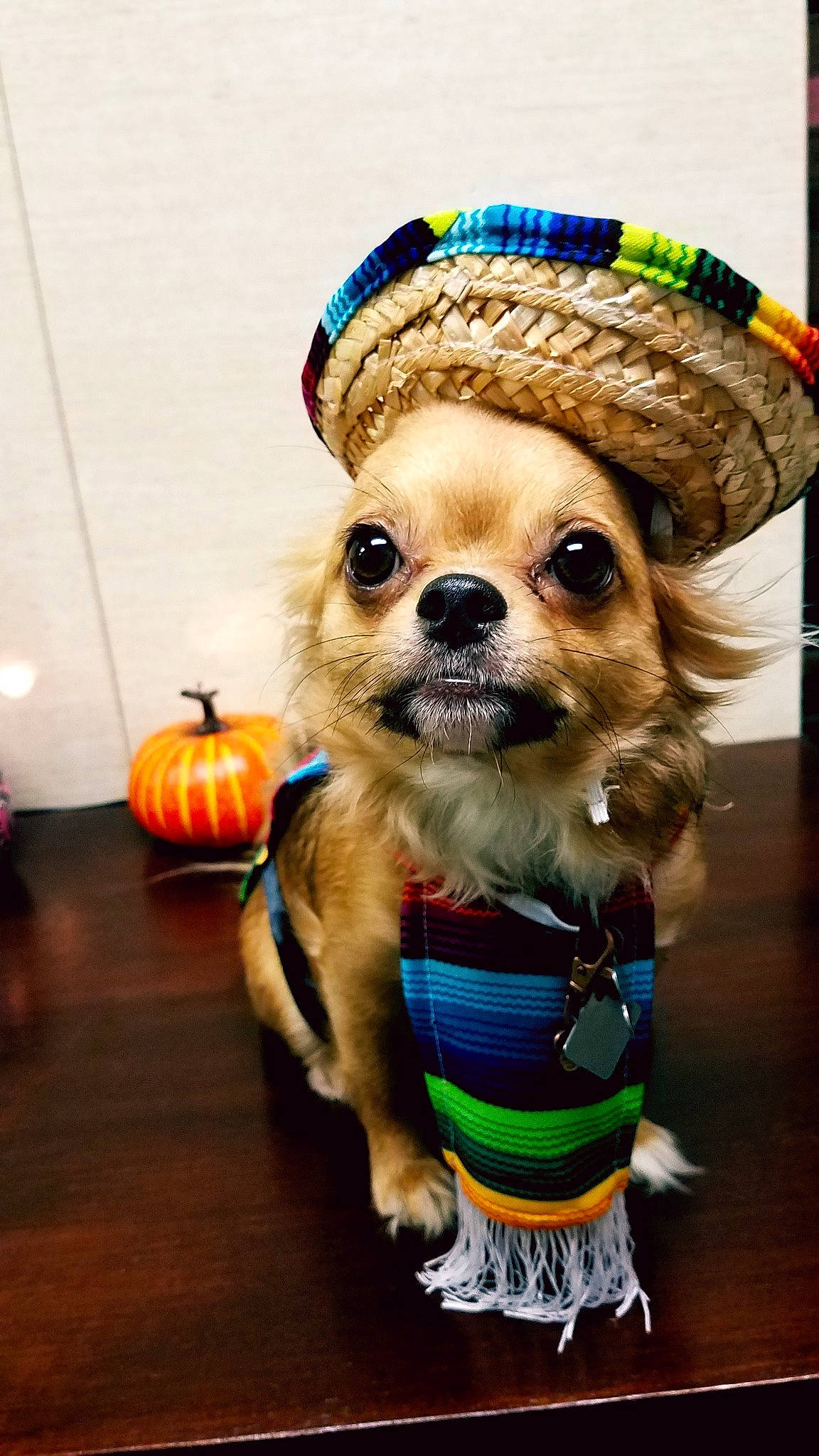 Pocket is registered to the contest to win money with this photo: calabaza, carnivore, companion_dog, costume_hat, dog, dog_breed, dog_clothes, dog_supply, fawn, fedora, gourd, hat, party_hat, plaid, pumpkin, sunglasses, toy, toy_dog, whiskers, working_animal