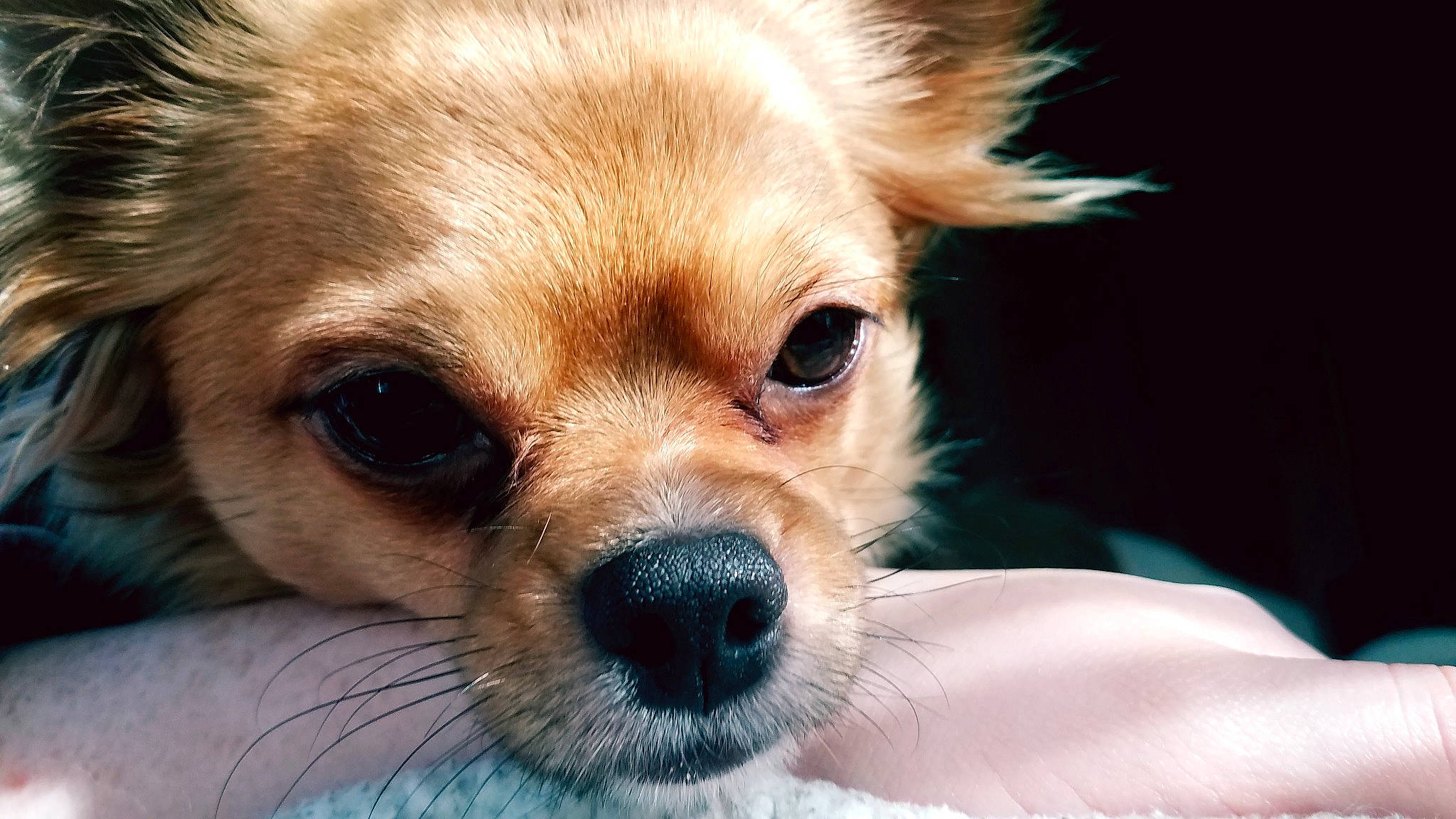 Pocket is registered to the contest to win money with this photo: canidae, carnivore, chihuahua, companion_dog, corgi_chihuahua, dog, dog_breed, ear, fawn, fur, liver, plant, puppy, snout, sporting_group, sunglasses, terrestrial_animal, toy_dog, whiskers, working_animal