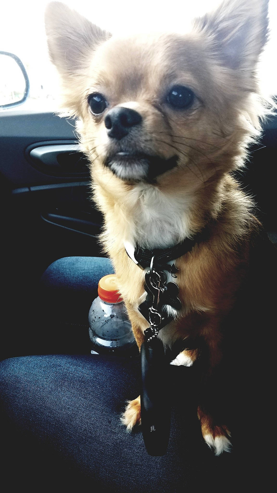 Pocket is registered to the contest to win money with this photo: bottle, canidae, car, carnivore, chihuahua, companion_dog, dog, dog_breed, dog_supply, ear, fawn, fur, iris, light, snout, sporting_group, toy_dog, vehicle_door, water_bottle, whiskers