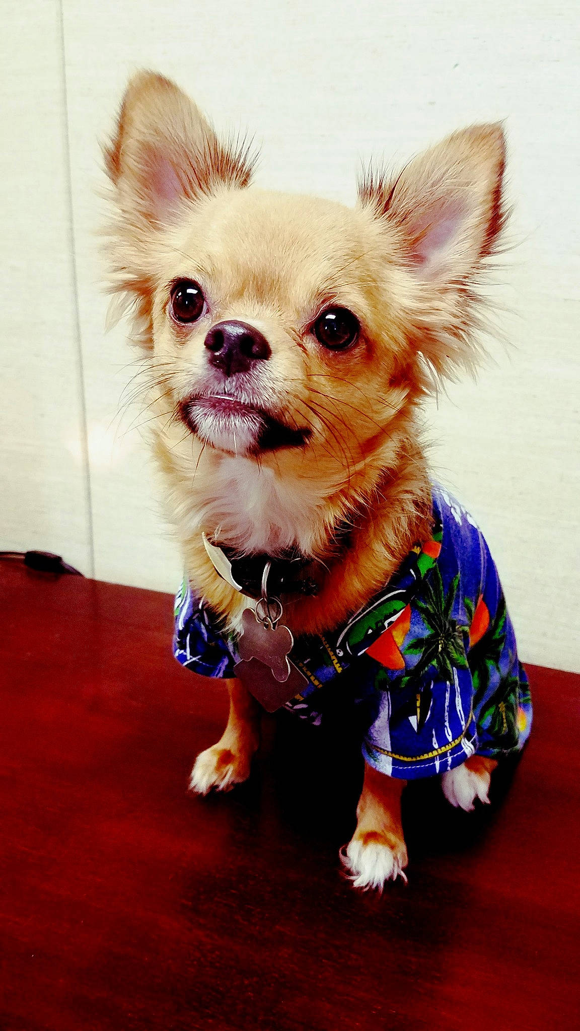 Pocket is registered to the contest to win money with this photo: carnivore, chihuahua, companion_dog, dog, dog_breed, dog_clothes, dog_supply, ear, eye, fawn, hair, head, iris, pet_supply, pink, snout, sporting_group, toy_dog, whiskers, working_animal