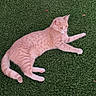 Sam joined the competition — help win amazing prizes! cat, animal, pet, feline, orange_cat, peach_fur, striped_fur, lying_down, relaxed, lawn, grass, outdoor, garden, leaves, tail, whiskers, ears, paws, portrait, photography