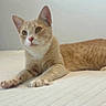 Sam is registered to the contest to win money with this photo: cat, ginger_cat, orange_cat, feline, pet, animal, portrait, lying_down, bed, bedroom, quilt, indoors, whiskers, ears, green_eyes, paws, striped_fur, relaxed, cute, close_up