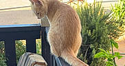 Sam joined the competition — help win amazing prizes! cat, ginger_cat, orange_cat, feline, animal, sitting, tail, whiskers, ears, fur, porch, railing, outdoor, garden, plants, sunlight, rustic, wagon_wheel, backyard, photography