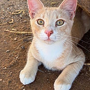 Sam is registered to the contest to win money with this photo: cat, kitten, ginger_cat, white_chest, animal, pet, feline, outdoor, sitting, portrait, close_up, green_eyes, large_ears, whiskers, paws, fur, dirt, ground, red_object, alert