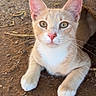 cat, kitten, ginger_cat, white_chest, animal, pet, feline, outdoor, sitting, portrait, close_up, green_eyes, large_ears, whiskers, paws, fur, dirt, ground, red_object, alert